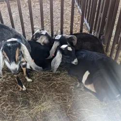 Adair County Fairgrounds - Kirksville