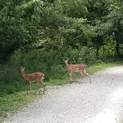 Bear Creek Park - Kirksville