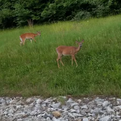 Thousand Hills State Park - Kirksville
