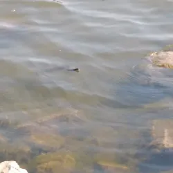 Lake Jacomo - Lee Summit