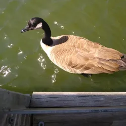 Lake Jacomo - Lee Summit