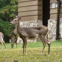 Lake of the Ozarks State Park - Miller