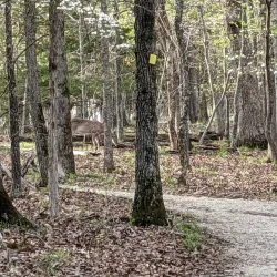 Lake of the Ozarks State Park - Miller