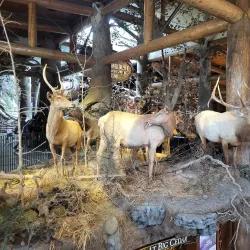 Bass Pro Shops Outdoor World - Nixa