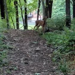 Lake Springfield Park - Nixa