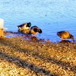 Lake Springfield Park - Nixa