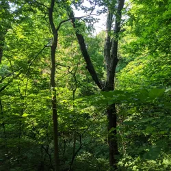 Springfield Conservation Nature Center - Nixa