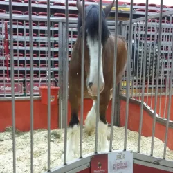 Black River Coliseum - Poplar Bluff