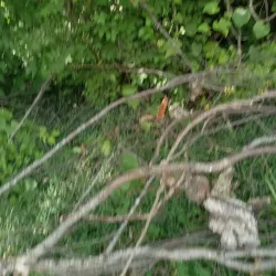 Black River Trail - Poplar Bluff