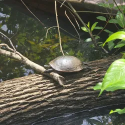 Mingo National Wildlife Refuge - Poplar Bluff