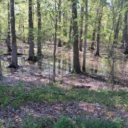 Mingo National Wildlife Refuge - Poplar Bluff