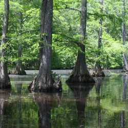 Mingo National Wildlife Refuge - Poplar Bluff