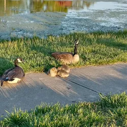 Rolla City Park - Rolla