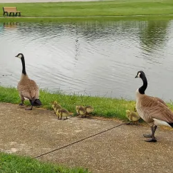 Rolla City Park - Rolla