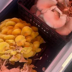 Rolla Farmers Market - Rolla