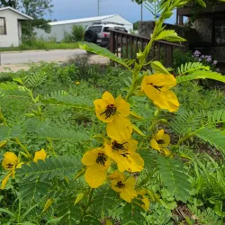 Robidoux Row Historic Site - Saint Joseph