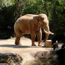 Forest Park - Saint Louis