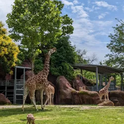 Forest Park - Saint Louis