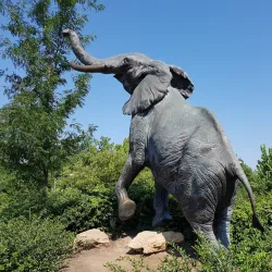 Saint Louis Zoo - Saint Louis