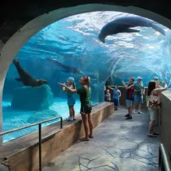 Saint Louis Zoo - Saint Louis