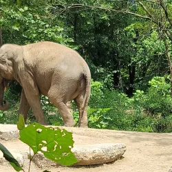 Saint Louis Zoo - Saint Louis