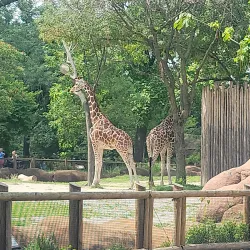 Saint Louis Zoo - Saint Louis