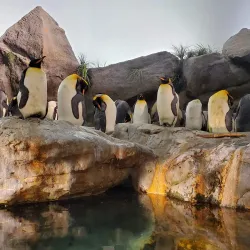 Saint Louis Zoo - Saint Louis