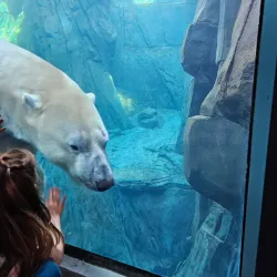 Saint Louis Zoo - Saint Louis