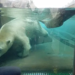 Saint Louis Zoo - Saint Louis