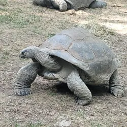 Saint Louis Zoo - Saint Louis