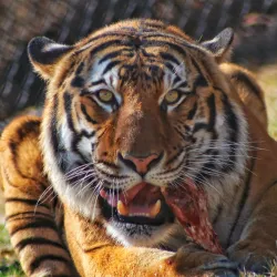 Dickerson Park Zoo - Springfield