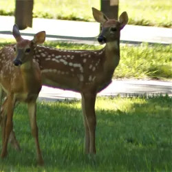 Bicentennial Park - Warrensburg
