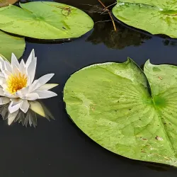 James A. Reed Memorial Park - Warrensburg