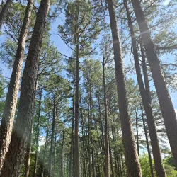 Knob Noster State Park - Warrensburg