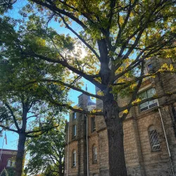 Warrensburg Farmers Market - Warrensburg