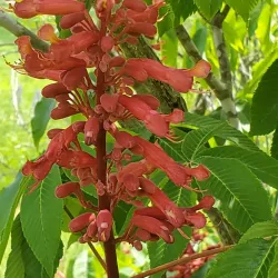 Ozark Gateway Nature Center - West Plains