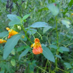 Ozark Gateway Nature Center - West Plains