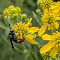 Ozark Gateway Nature Center - West Plains