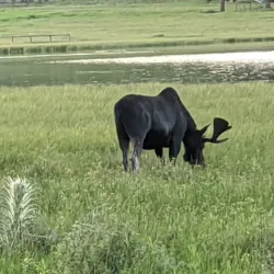 Georgetown Lake - Anaconda