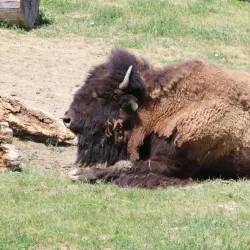 ZooMontana - Billings