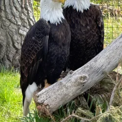 ZooMontana - Billings