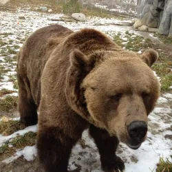 ZooMontana - Billings