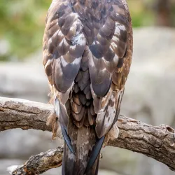 ZooMontana - Billings