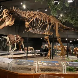 Museum of the Rockies - Bozeman