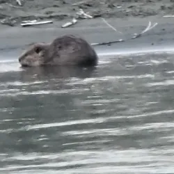 Yellowstone River - Forsyth