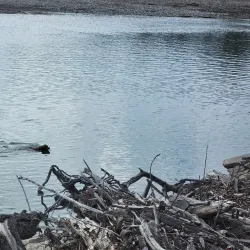 Yellowstone River - Forsyth