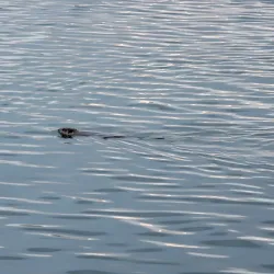 Yellowstone River - Forsyth