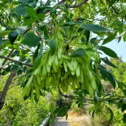 Ryan Dam and Powerhouse - Great Falls