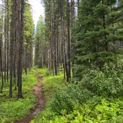 Helena National Forest - Townsend