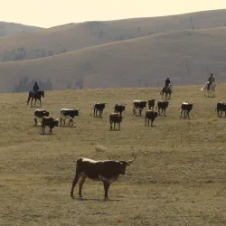 Local Ranch Tours - Zurich